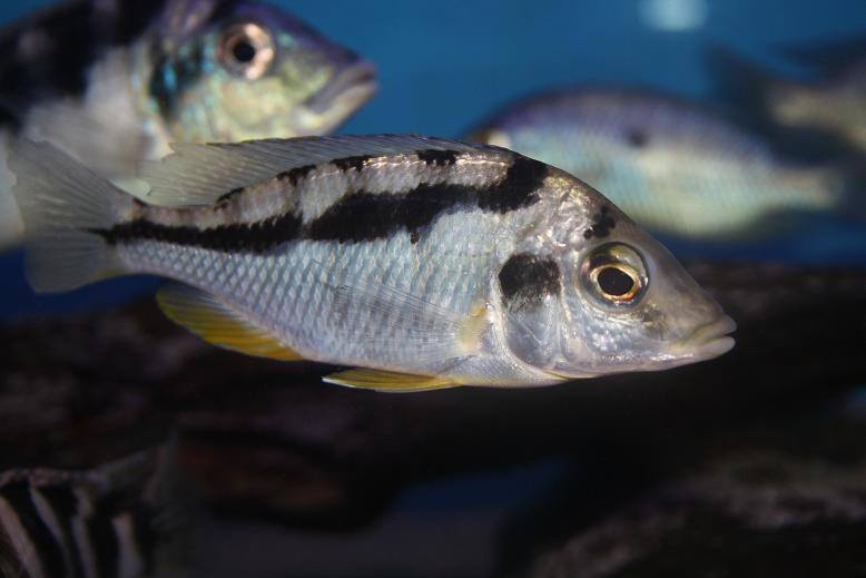 Mylochromis mola 'Mazinzi Reef'